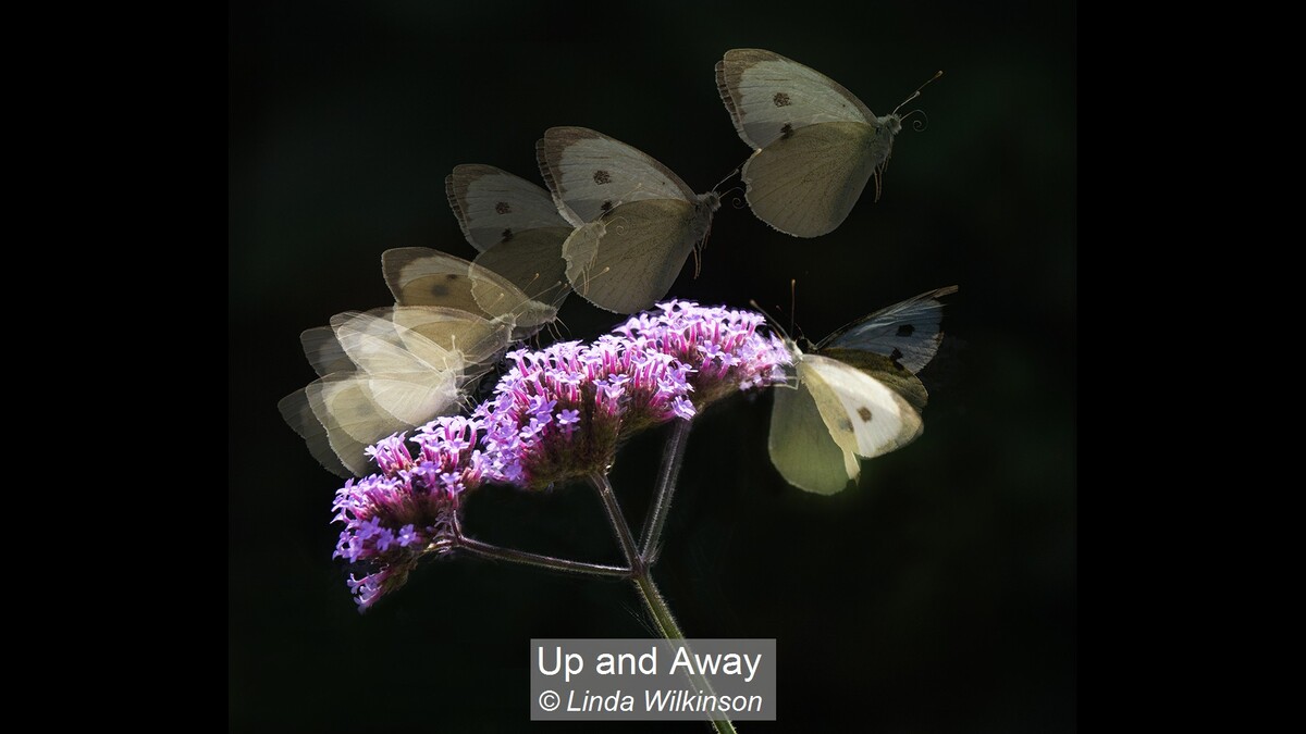 Up and Away